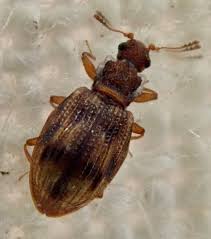 Attēlu rezultāti vaicājumam “Latridiidae”