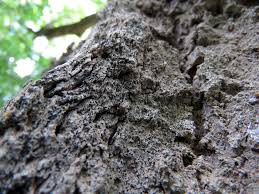 Attēlu rezultāti vaicājumam “Alyxoria varia”