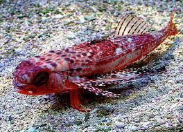 Image result for Dactylopterus volitans