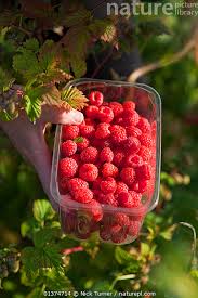 Attēlu rezultāti vaicājumam “Rubus idaeus fruit”