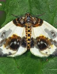 Attēlu rezultāti vaicājumam “Abraxas sylvata imago”