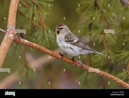 Attēlu rezultāti vaicājumam “Carduelis flammea female”