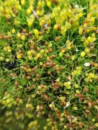 Attēlu rezultāti vaicājumam “Weissia brachycarpa”