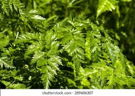 Attēlu rezultāti vaicājumam “Anthriscus sylvestris leaf”