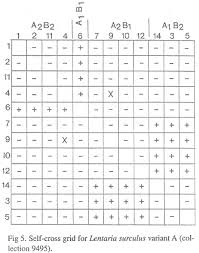 Attēlu rezultāti vaicājumam “Lentaria sp.”