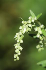 Attēlu rezultāti vaicājumam “Artemisia vulgaris bud”