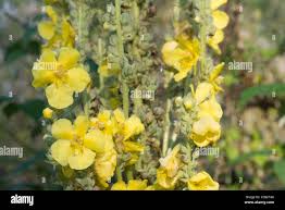 Attēlu rezultāti vaicājumam “Verbascum densiflorum flower”
