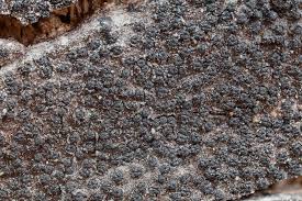 Attēlu rezultāti vaicājumam “Anthostoma decipiens”