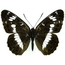 Attēlu rezultāti vaicājumam “Nymphalis antiopa underside”