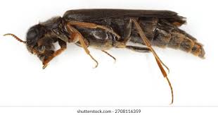 Attēlu rezultāti vaicājumam “Hylecoetus dermestoides female”