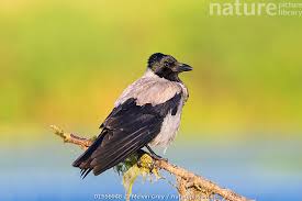 Attēlu rezultāti vaicājumam “Corvus cornix adult”