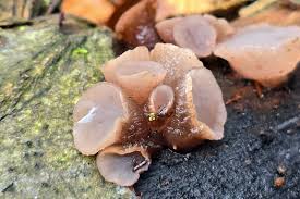 Attēlu rezultāti vaicājumam “Neobulgaria pura”