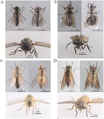 Attēlu rezultāti vaicājumam “Atylotus sp.”