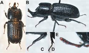 Attēlu rezultāti vaicājumam “Sinodendron cylindricum male”