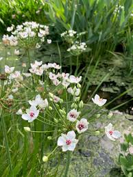 Attēlu rezultāti vaicājumam “Butomus umbellatus”