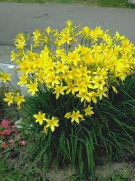 Attēlu rezultāti vaicājumam “Hemerocallis lilioasphodelus”