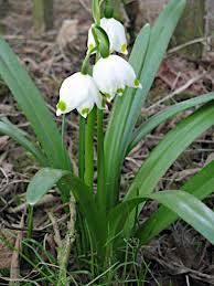 Attēlu rezultāti vaicājumam “Leucojum vernum var. carpathicum flower”