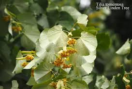 Attēlu rezultāti vaicājumam “Tilia tomentosa leaf”