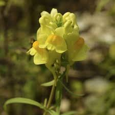 Attēlu rezultāti vaicājumam “Linaria vulgaris”