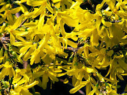 Attēlu rezultāti vaicājumam “Forsythia suspensa flower”