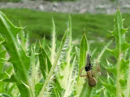 Attēlu rezultāti vaicājumam “Xysticus bifasciatus”