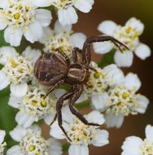Attēlu rezultāti vaicājumam “Xysticus cristatus”