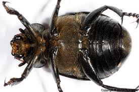 Attēlu rezultāti vaicājumam “Gnorimus variabilis”