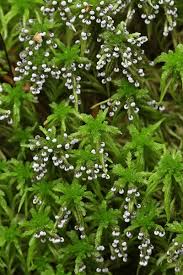 Attēlu rezultāti vaicājumam “Didymium proximum macro”