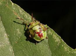 Attēlu rezultāti vaicājumam “Elasmostethus interstinctus nymph”