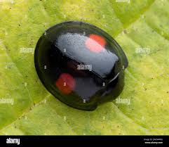 Attēlu rezultāti vaicājumam “Chilocorus renipustulatus”