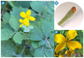 Attēlu rezultāti vaicājumam “Chelidonium majus”