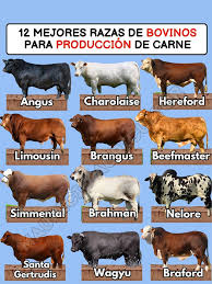 Image result for ganado bovino