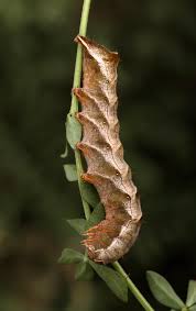 Attēlu rezultāti vaicājumam “Melanchra persicariae larva”