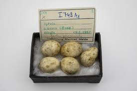 Attēlu rezultāti vaicājumam “Sylvia borin eggs”