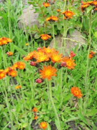 Attēlu rezultāti vaicājumam “Pilosella aurantiaca”