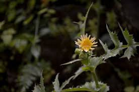 Attēlu rezultāti vaicājumam “Sonchus asper flower”