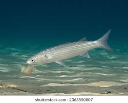 Image result for Liza aurata