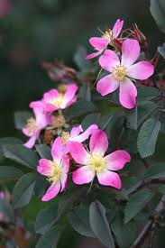 Attēlu rezultāti vaicājumam “Rosa glauca flower”
