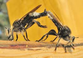 Attēlu rezultāti vaicājumam “Phalonidea permixtana”