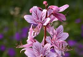 Image result for Diptam