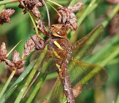 Attēlu rezultāti vaicājumam “Aeshna grandis”