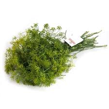 Image result for Dill