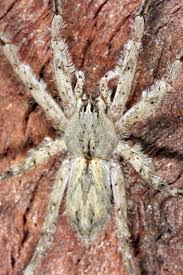 Attēlu rezultāti vaicājumam “Pisauridae”