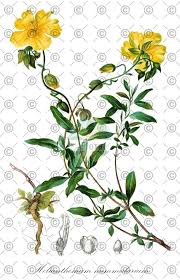 Attēlu rezultāti vaicājumam “Helianthemum nummularium fruit”