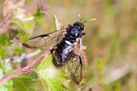 Attēlu rezultāti vaicājumam “Cimbex femoratus”