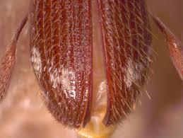 Attēlu rezultāti vaicājumam “Ptinus sp. female”