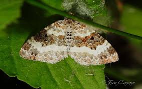 Attēlu rezultāti vaicājumam “Epirrhoe tristata imago”