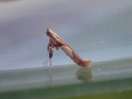 Attēlu rezultāti vaicājumam “Caloptilia hemidactylella”