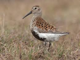 Attēlu rezultāti vaicājumam “Calidris alpina”