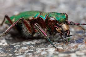 Attēlu rezultāti vaicājumam “Cicindela campestris”